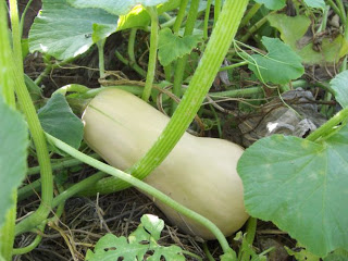 MERMELADA DE CALABAZA