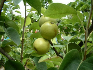 COCA DE MANZANA