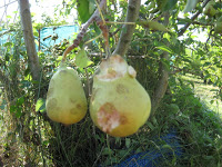 conlaneveravacia.blogspot.com