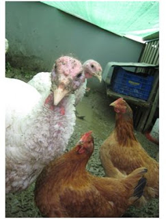 conlaneveravacia.blogspot.com