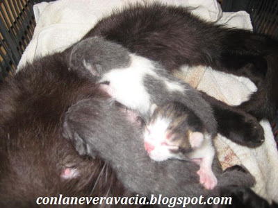 conlaneveravacia.blogspot.com