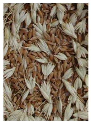 TRITORDEUM
