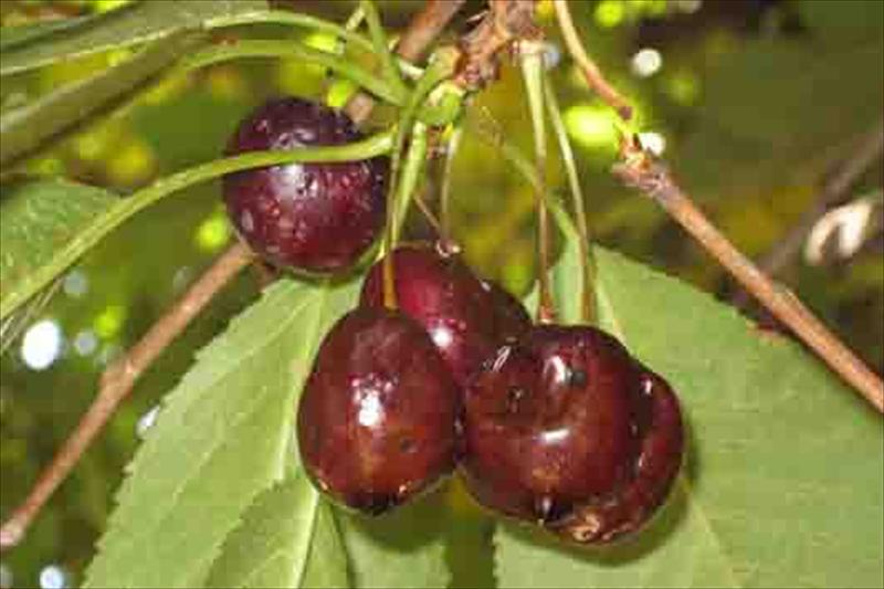 conlaneveravacia.blogspot.com