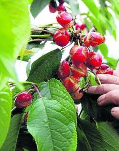 conlaneveravacia.blogspot.com