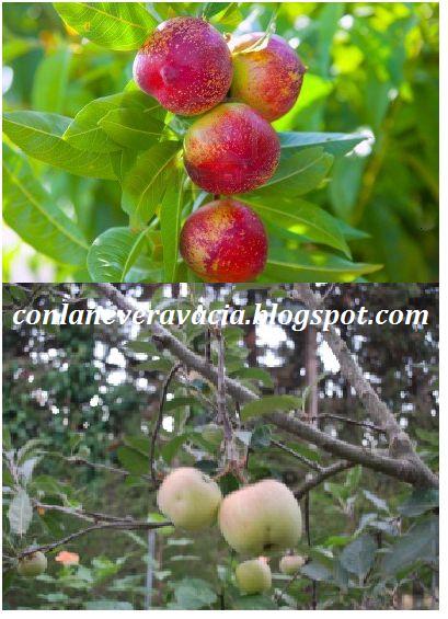 MERMELADA DE NECTARINA Y MANZANA VERDE