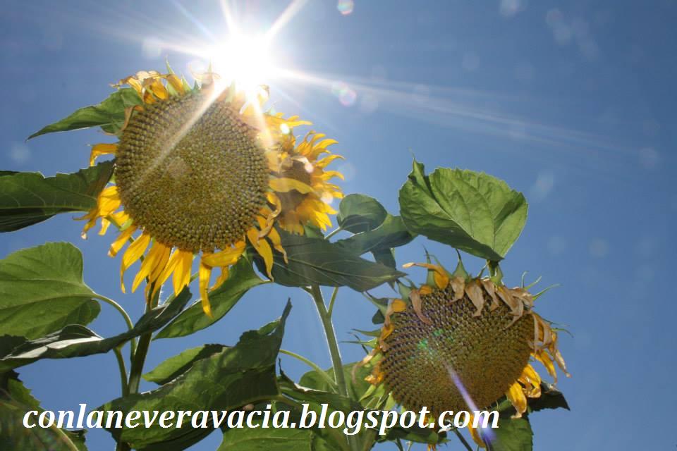 EL GIRASOL