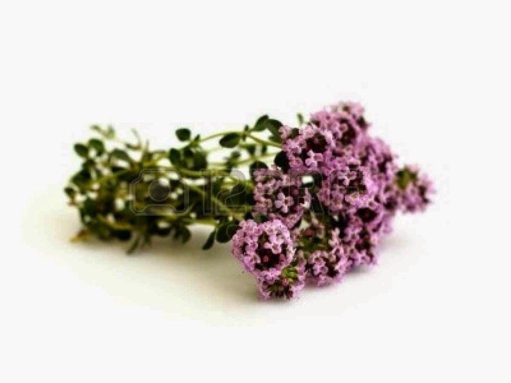 conlaneveravacia.blogspot.com