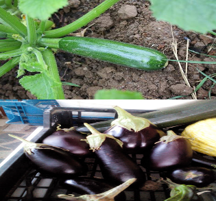 CALABACIN Y BERENJENA GRATINADAS