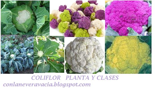 COLIFLOR